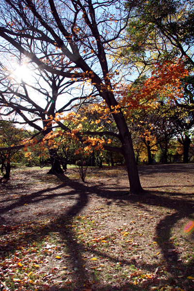 Photo Journal - Central Park - Calligraphy