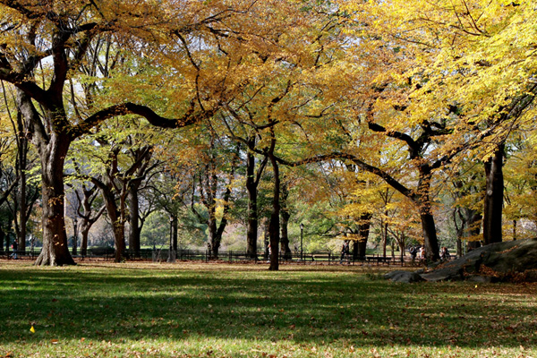 Photo Journal - Central Park - Circus