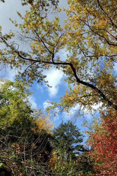 Photo Journal - Central Park - Thunder